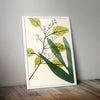 Botanical Art Prints Living Room Home Décor 18 - Kuzi Tees